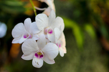 white flowerの写真素材