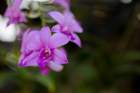 pink flower in the gardenの写真素材