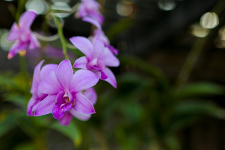 pink flower in the gardenの写真素材