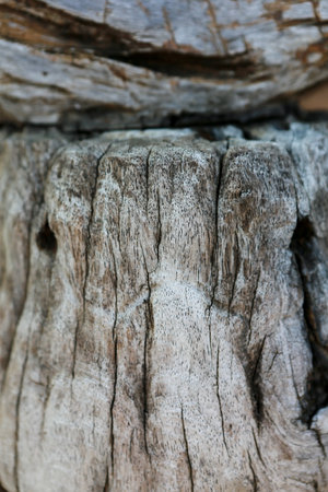bark of a treeの写真素材