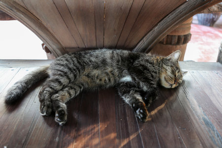 cat in bedの写真素材