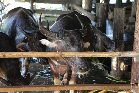 buffalo in the mudの写真素材