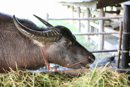 buffalo in the mudの写真素材