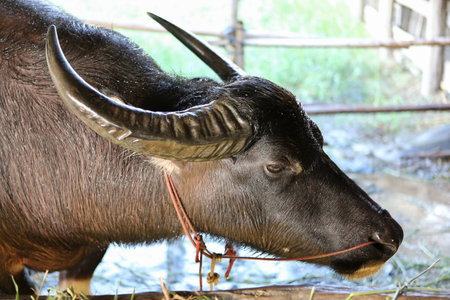 buffalo in the mudの写真素材