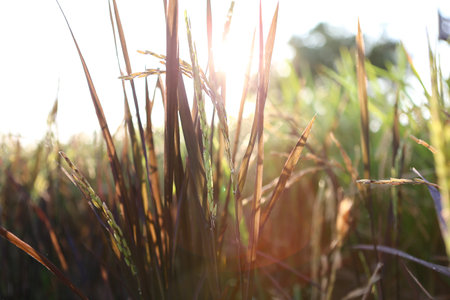 grass in the windの写真素材