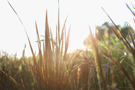 grass in the windの写真素材