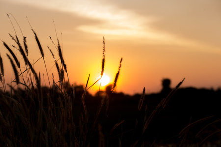sunset over wheat fieldの写真素材
