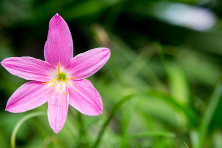 pink flower in the gardenの写真素材