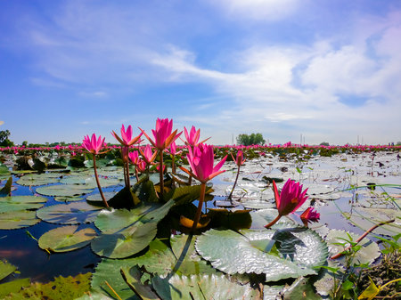 pink water lily in pondの写真素材