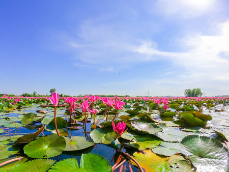 pink water lily in pondの写真素材