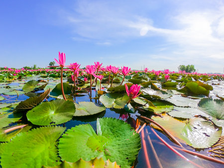pink water lily in pondの写真素材