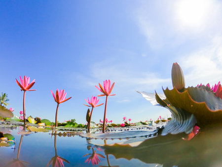 pink water lily in pondの写真素材