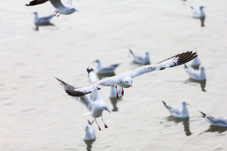 seagull in flightの写真素材