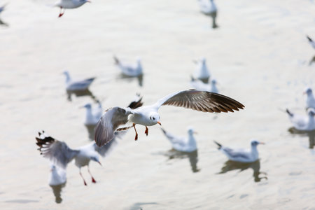 seagull in flight