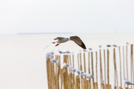 seagull in flightの写真素材
