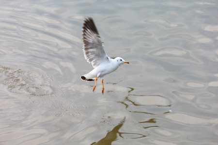 seagull in flightの写真素材