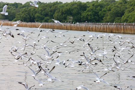 flock of seagullsの写真素材