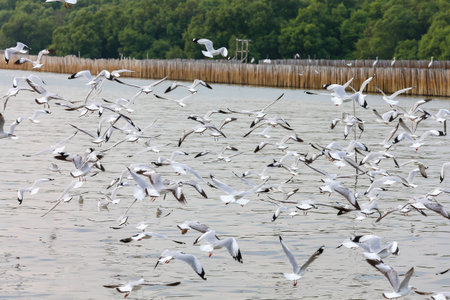 flock of seagullsの写真素材