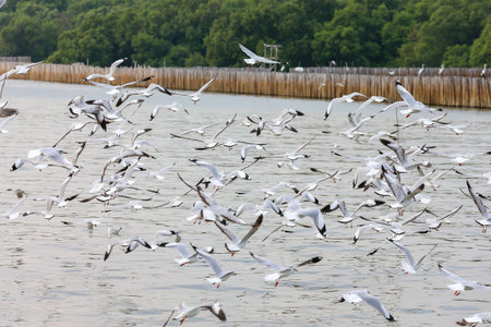 flock of seagullsの写真素材