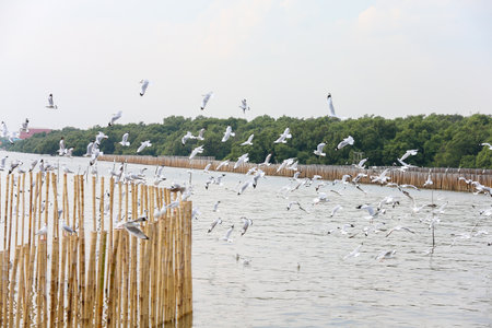 flock of seagullsの写真素材