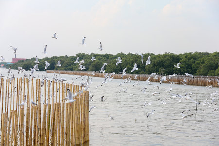 flock of seagullsの写真素材