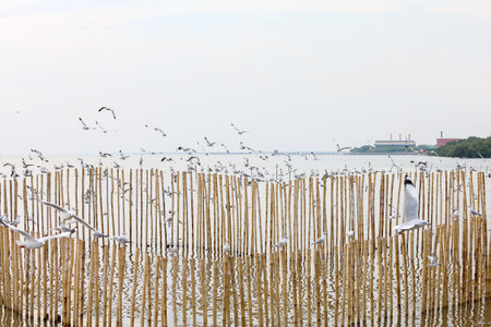 flock of seagullsの写真素材