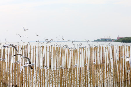 flock of seagullsの写真素材
