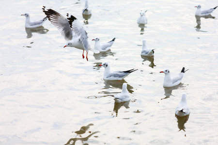 flock of seagullsの写真素材