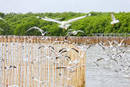 flock of seagullsの写真素材