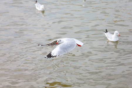 seagull in flightの写真素材