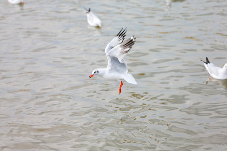 seagull in flightの写真素材