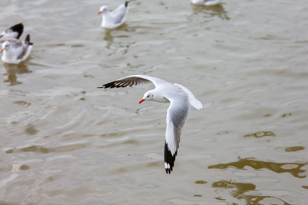 seagull in flightの写真素材
