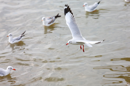 seagull in flightの写真素材