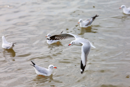 seagull in flightの写真素材