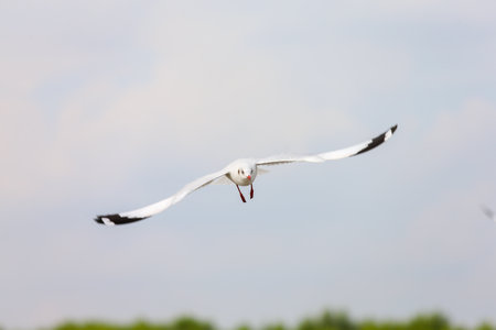 seagull in flightの写真素材
