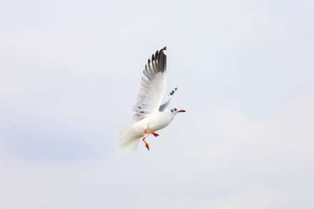 seagull in flightの写真素材