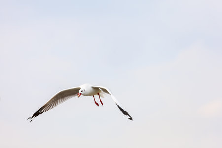 seagull in flightの写真素材