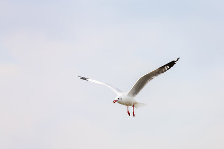 seagull in flightの写真素材