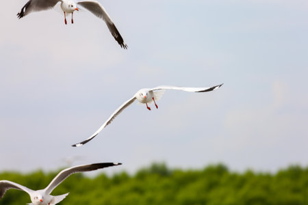 seagull in flightの写真素材