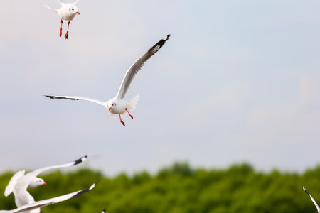 seagull in flightの写真素材