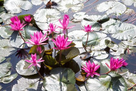 pink water lily in the pondの写真素材
