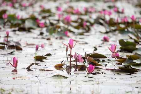 pink water lily in the pondの写真素材