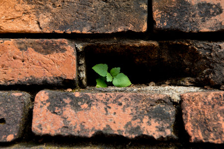 old brick wall with holeの写真素材