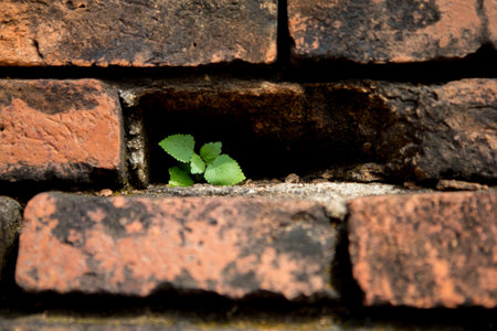 old brick wall with holeの写真素材