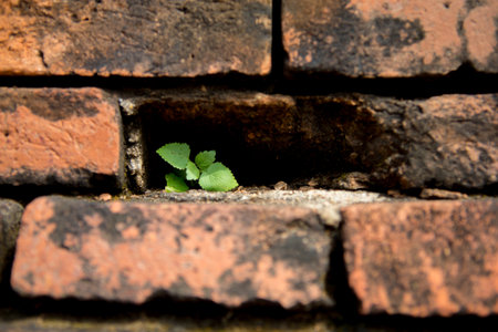 old brick wall with holeの写真素材