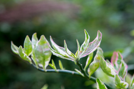 green leaves of plantの写真素材