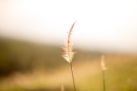 grass in the windの写真素材