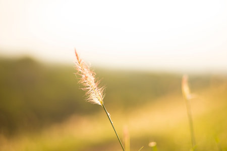grass in the windの写真素材