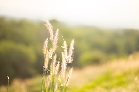 grass in the windの写真素材