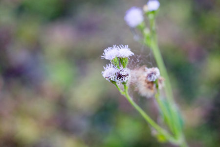 flower on green backgroundの写真素材